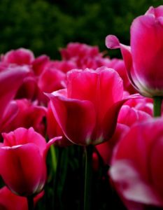 nature-h-c-700-900-5
