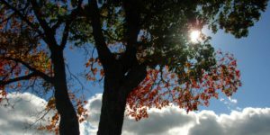 nature-q-c-1200-600-8